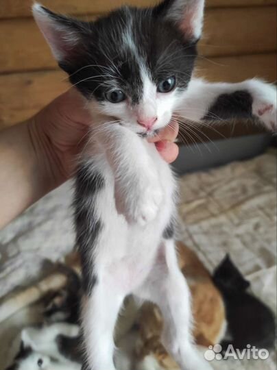 Котята в дар