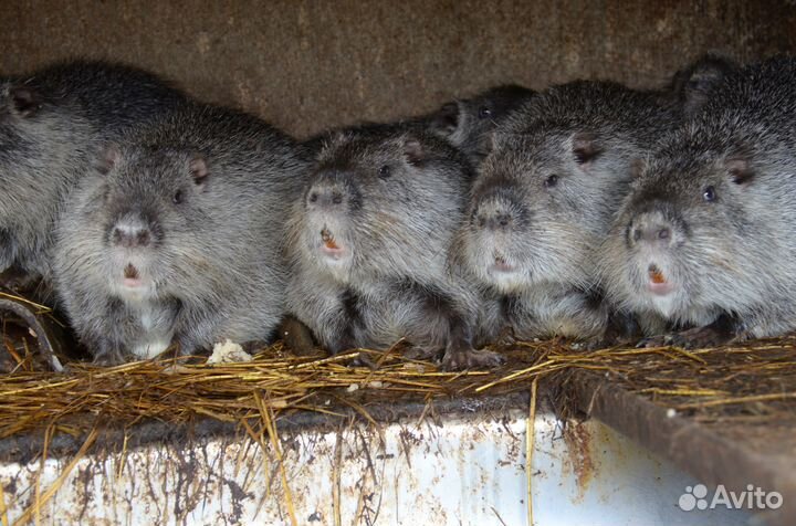 Нутрии живьём и мясом