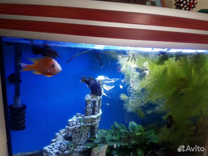 Рыбки цихлиды