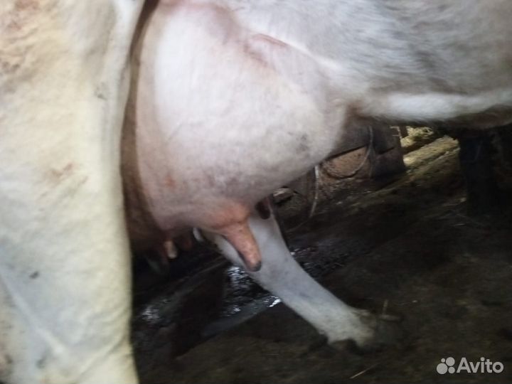 Телята коровы