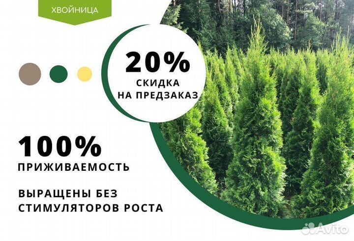 Туя сортовая Смарагд, Брабант,Колумна