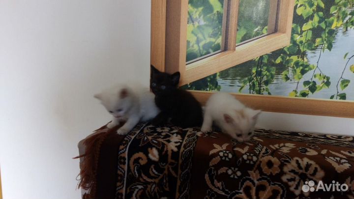 Котята бесплатно