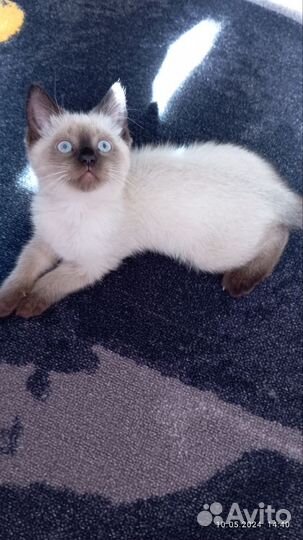 Тайские котята