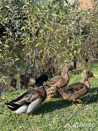 Утки башкирские