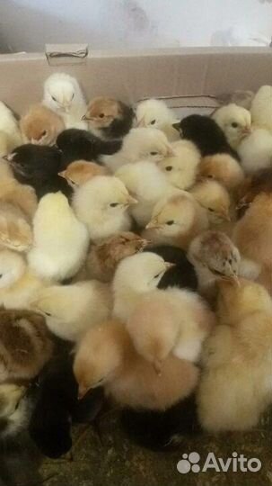 Домашний суточный цыпленок, утята, гусята, бройлер