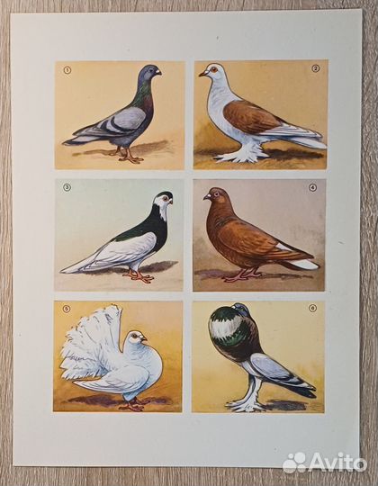 Страница из Детской Советской энциклопедии 62 года