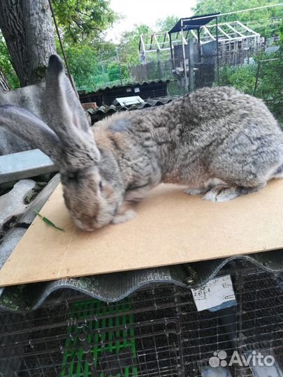 Кролики Фландр обмен на аккумуляторную ушм