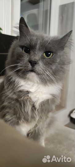 Юстас ласковый балбес- шипит и мурчит одноверменно