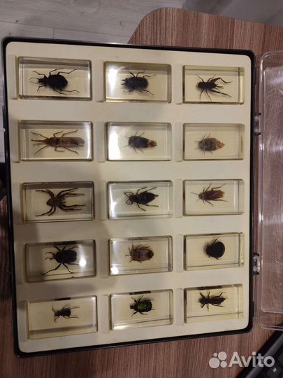 Насекомые и их знакомые, в смоле