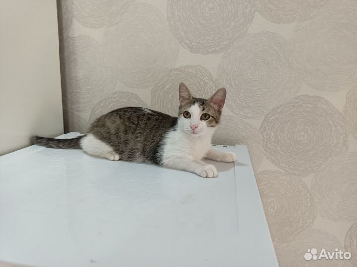 Молодой котик по кличке Фунтик