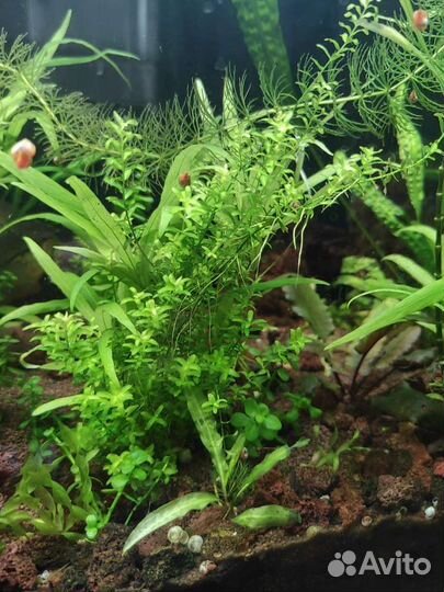 Аквариумное растение