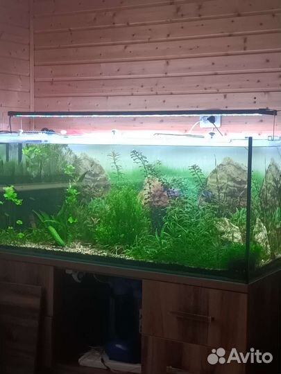 Аквариумные растения