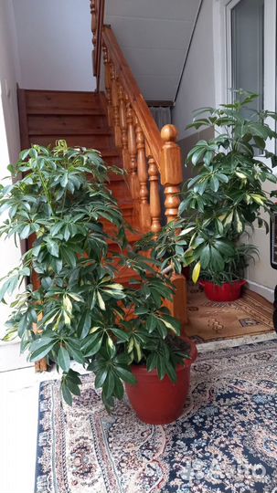 Комнатные цветы шефлера