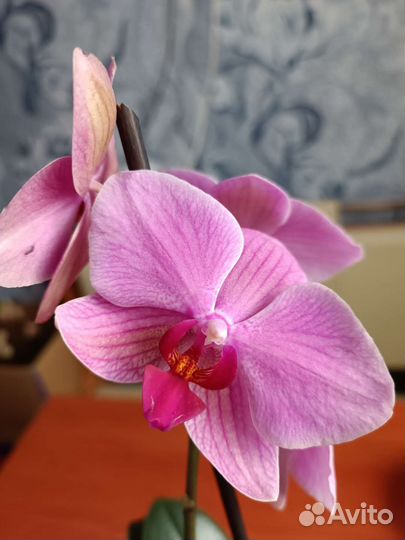 Орхидея фаленопсис