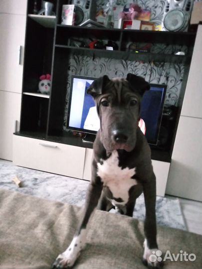 Собака в добрые руки