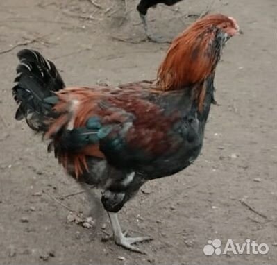 Петухи маран,амераукана и др