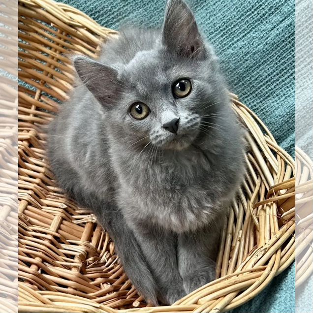 Котёнок в добрые руки