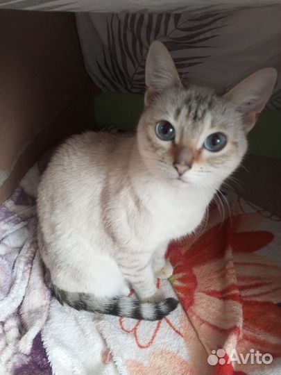 Кошечка и котята