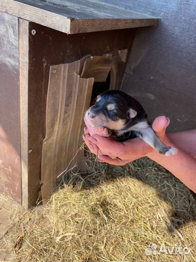 Восточноевропейская овчарка