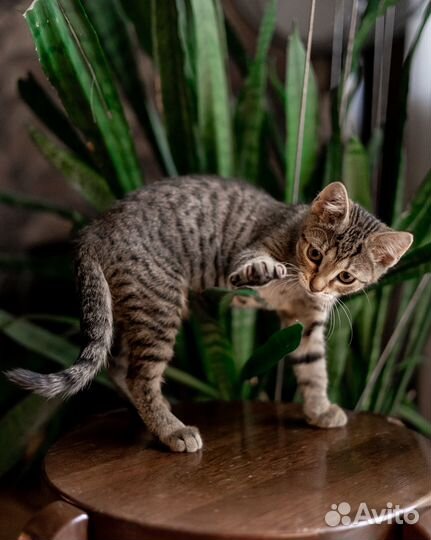 Котенок в добрые руки