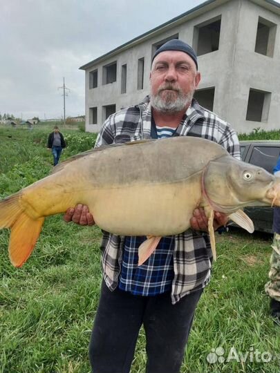 Рыбалка на карпа, амура, сома, царскую рыбу