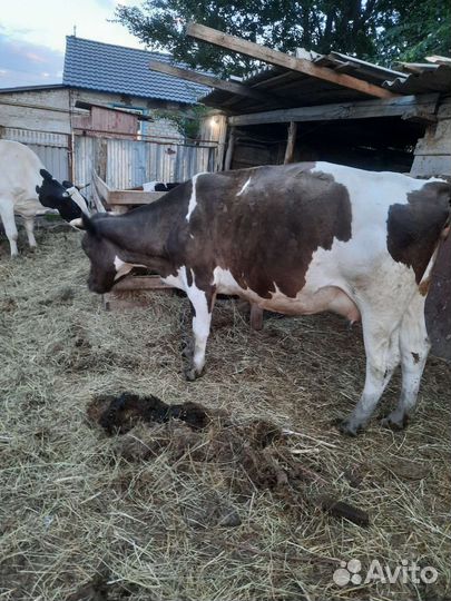 Продаются дойные коровы цена договорная