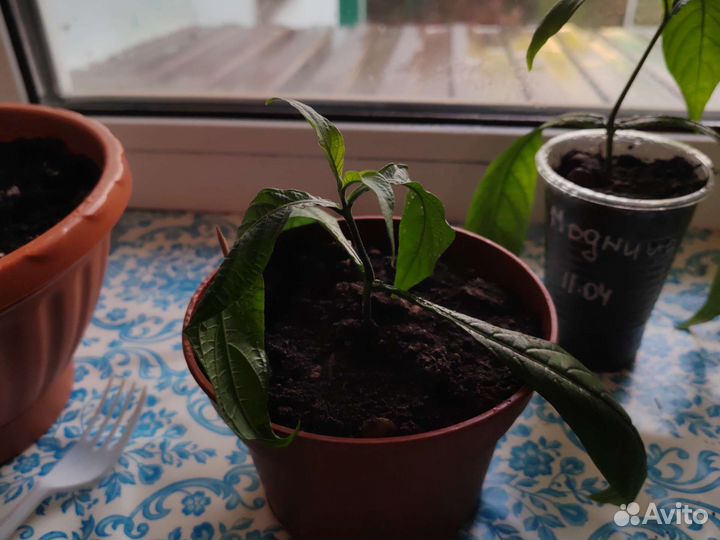 Пахистахис, укоренённые отростки