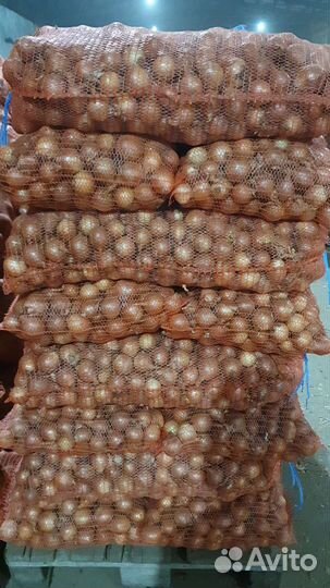 Лук репчатый