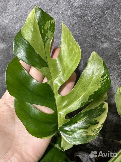 Рафидофора тетрасперма вариегатная