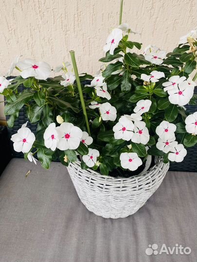 Катарантус