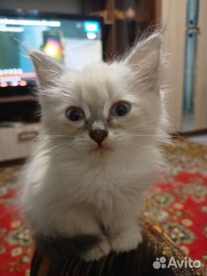 Котенок сиамский