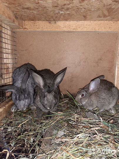 Кролики серый великан и бельгийский великан