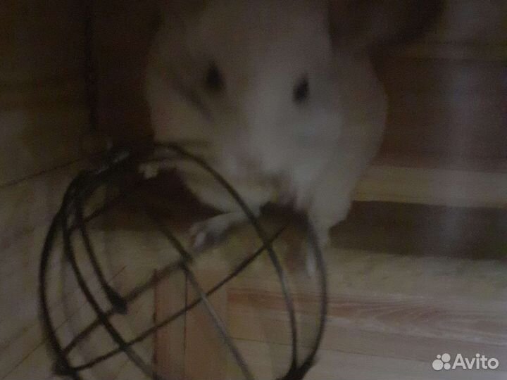 Домашние животные