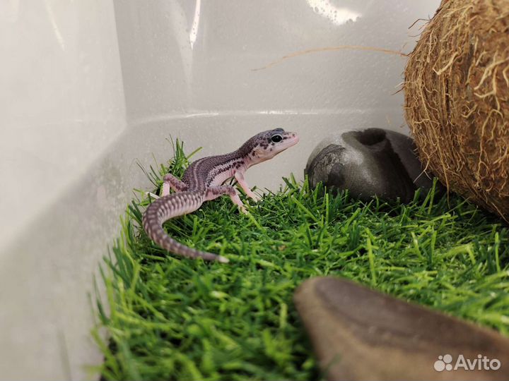 Пятнистый эублефар