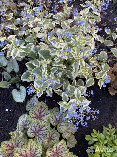 Многолетние цветы