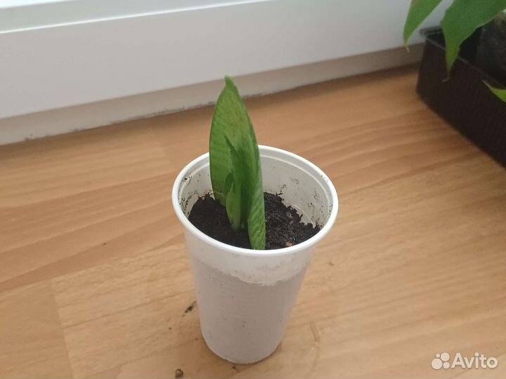 Цветы Декабрист, фикус женское счастье, золотой ус