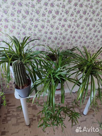 Хлорофитум и Кактус