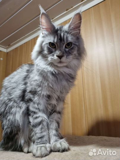 Котята мейн-куны серебро