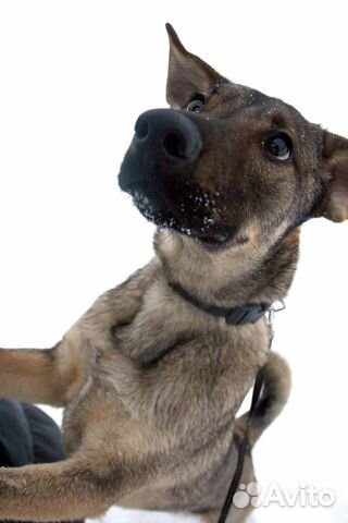 Малыш Марли ищет дом