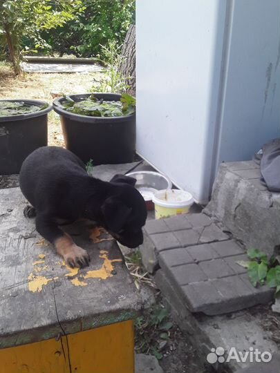 Отдам комнатных щенков