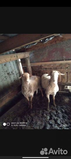 Стрижка овец