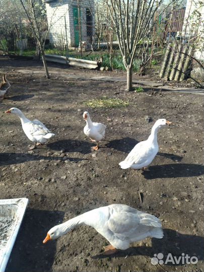Гуси молодые