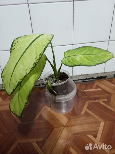 Диффенбахия