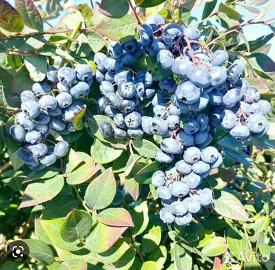 Саженцы голубики 2 летние