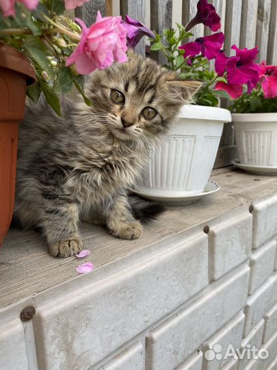 Котеночек