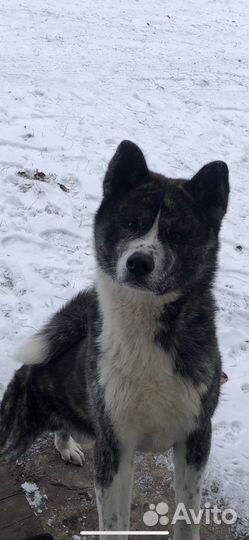 Акита ину тигровый