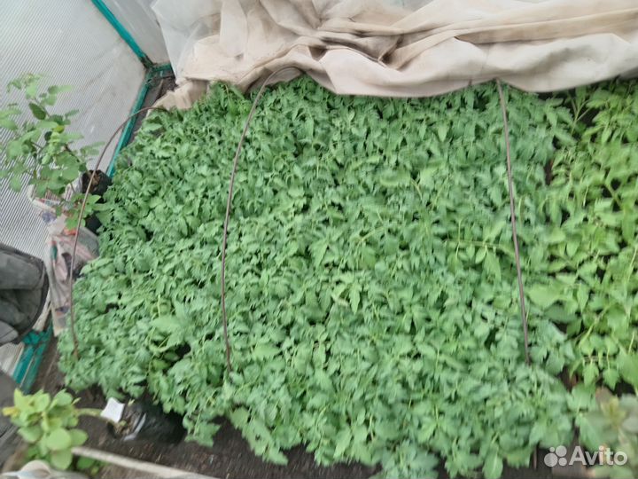 Рассада помидор-черри, бычье сердце, октебрята