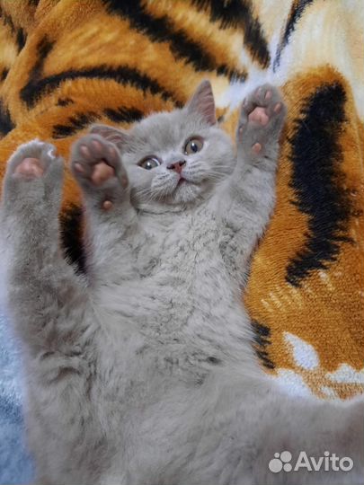 Британские котята