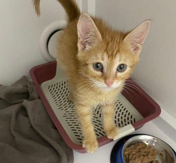 Солнечные котята в дар