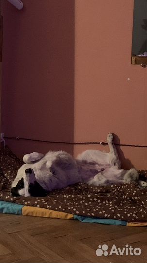 Панда ищет своего человека :)